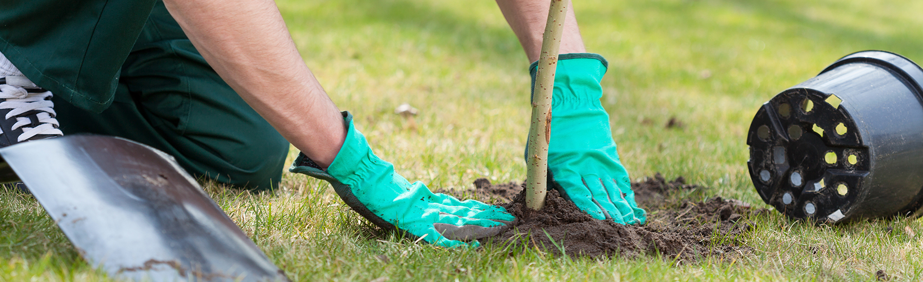 A person with work gloves planting a tree