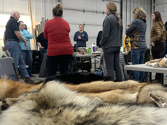 Close up of animal furs with instructor and class participants in background