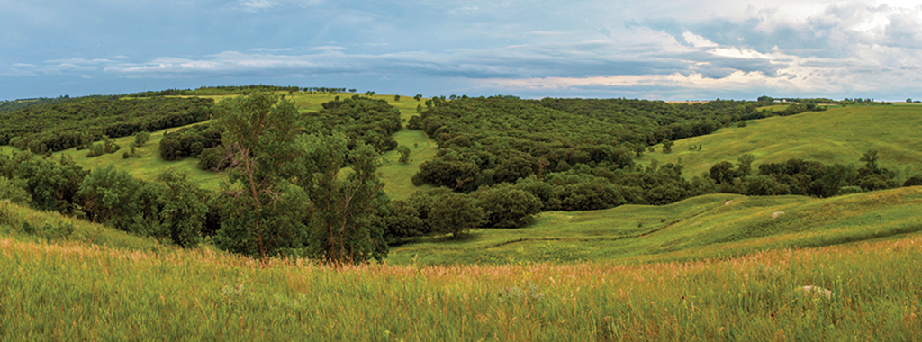 Scenic view of lush green trees and a field. 