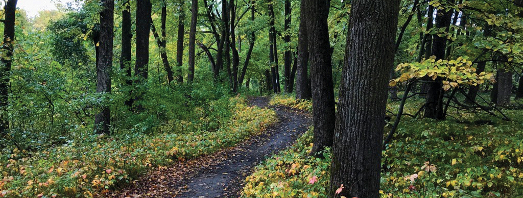 A path surrounded by trees and foliage.